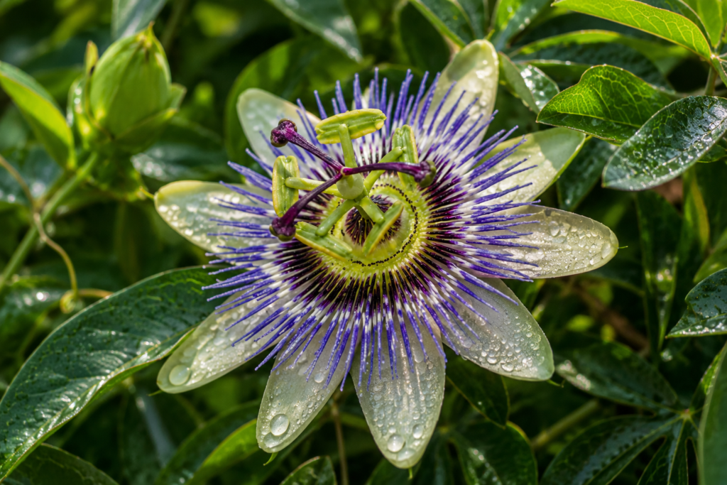 Flor de maracuja passiflora