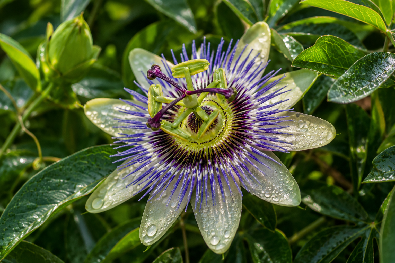 Flor de passiflora usada no preparo do chá para ansiedade