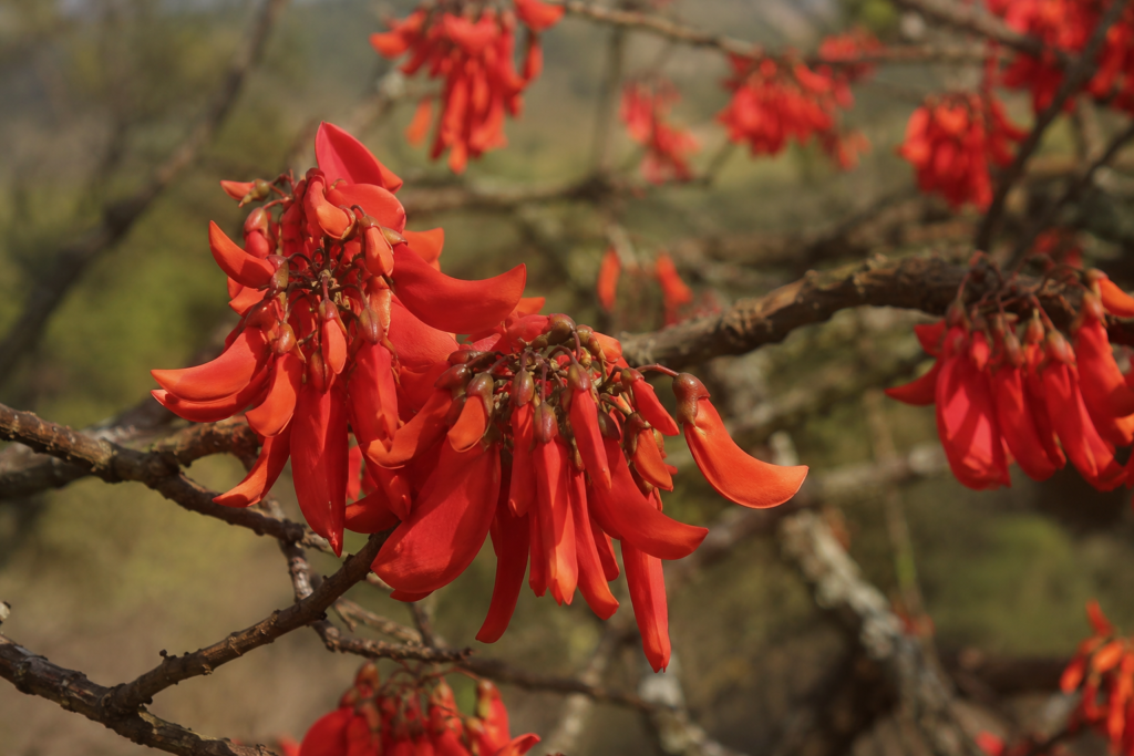 flores de mulungu