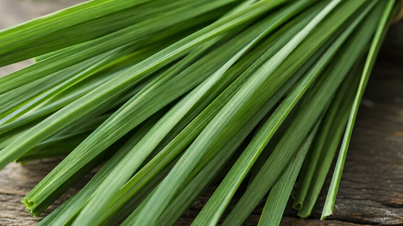 uma foto close-up das folhas longas e verdes, mostrando a textura característica.