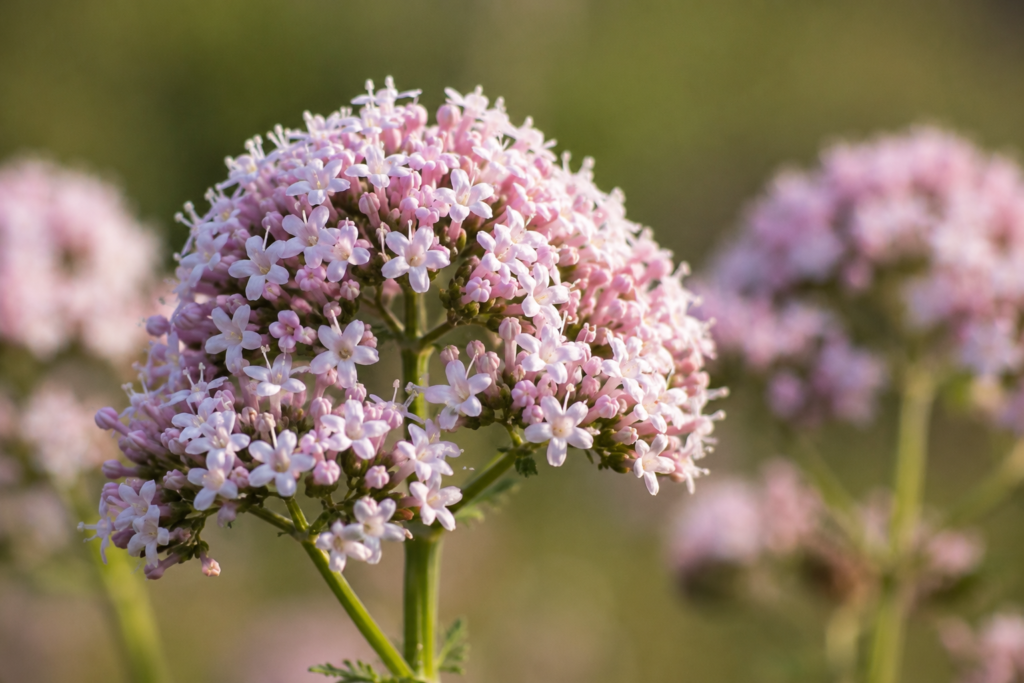 flor de valeriana