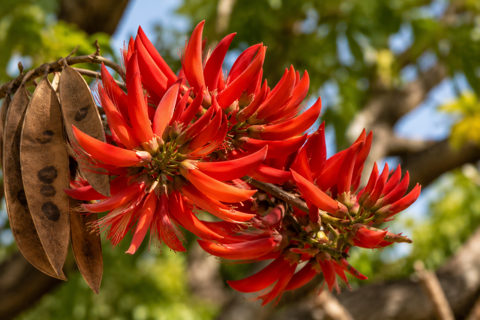 Flores e casca de mulungu (Erythrina mulungu) utilizadas tradicionalmente no preparo de chá medicinal.