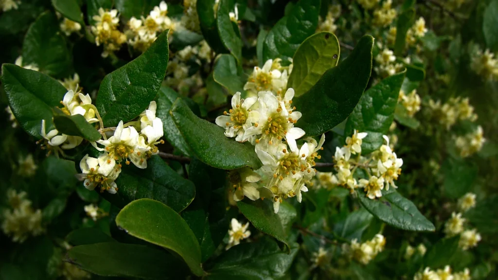 arbusto de boldo do chile com flores