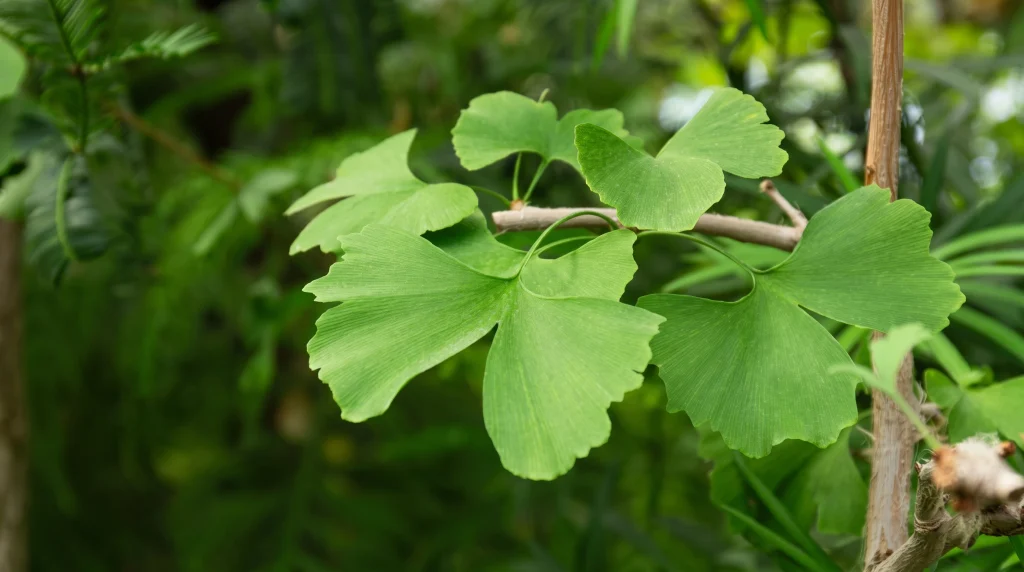 folhas de ginkgo biloba verdes no galho