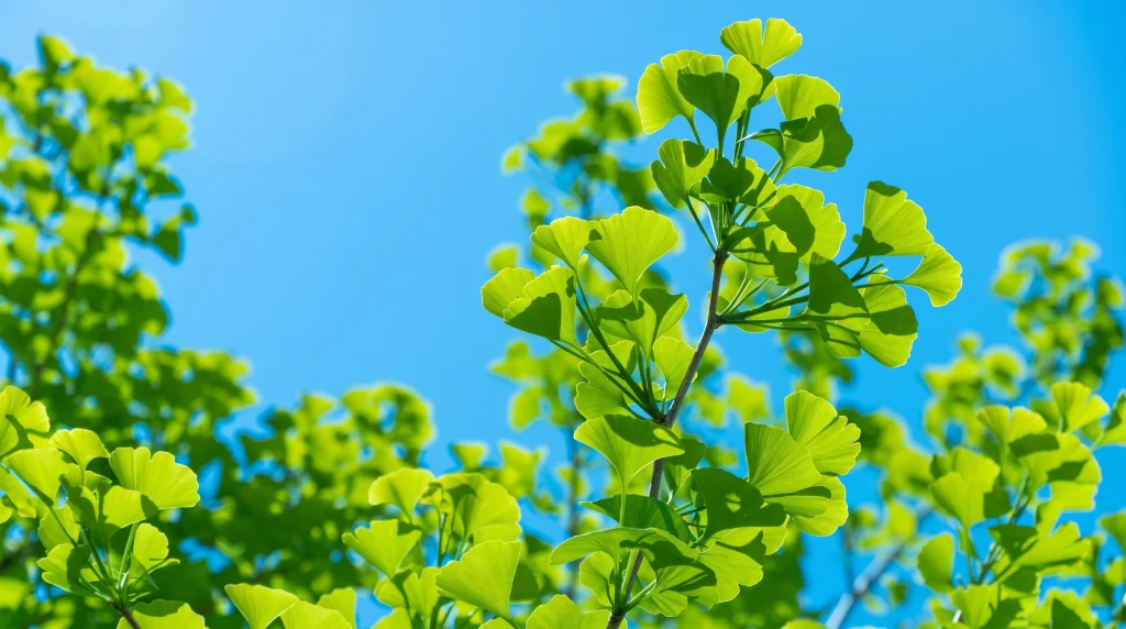 Folhas verdes de Ginkgo Biloba em um galho