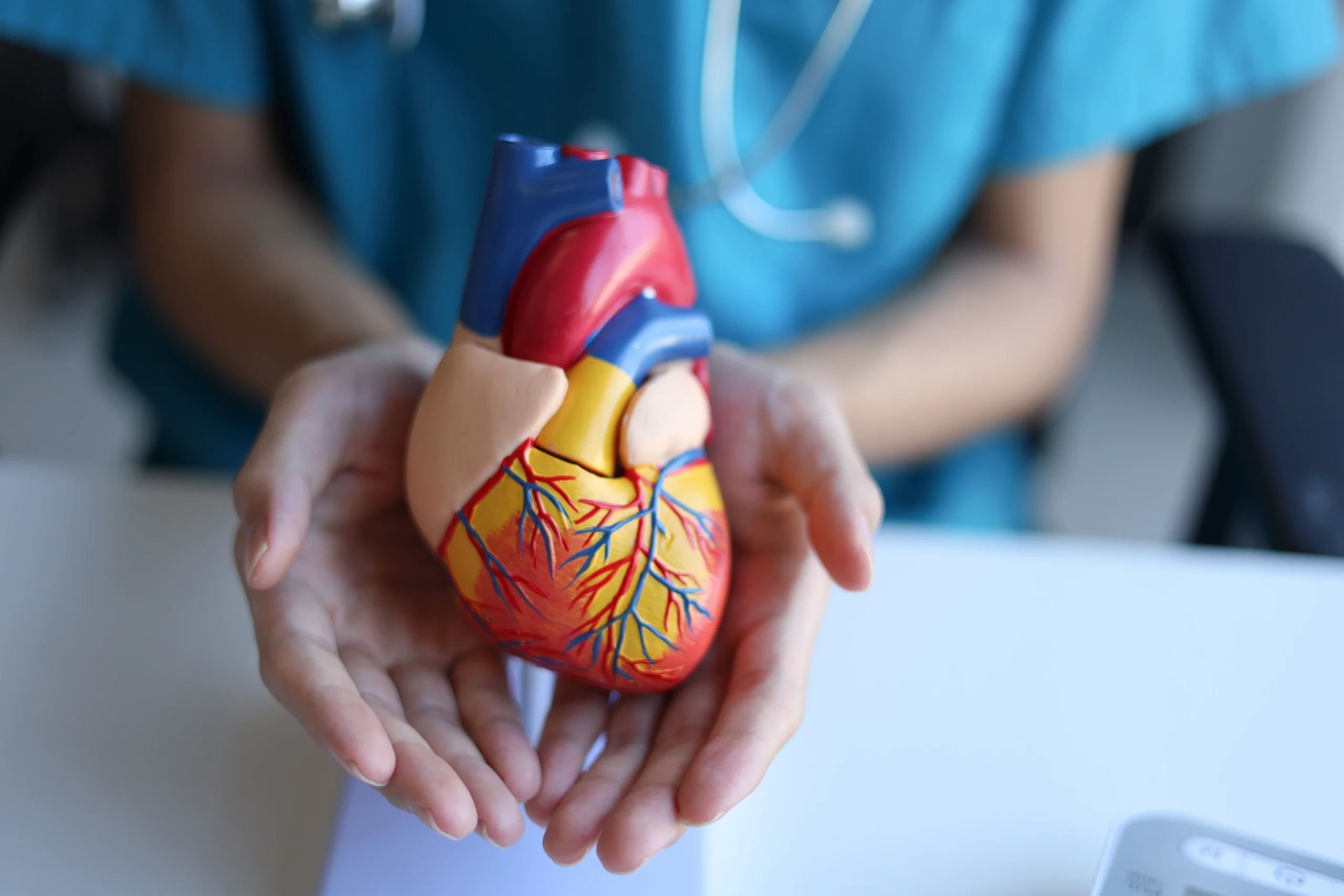 Médico segurando modelo de coração - Coração e Circulação