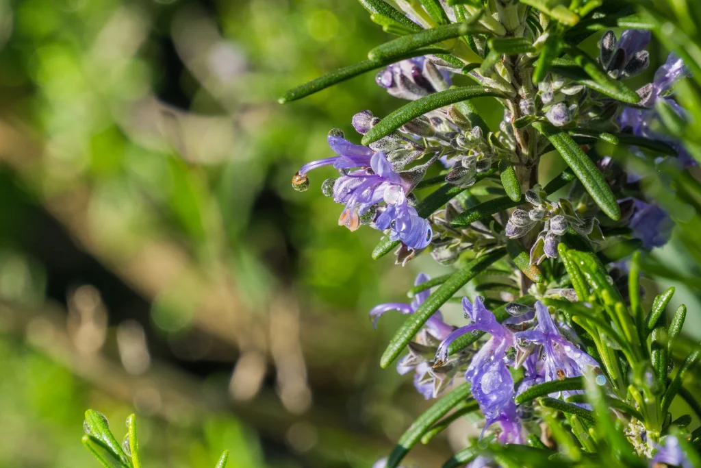foto de ramo de alecrim com flores