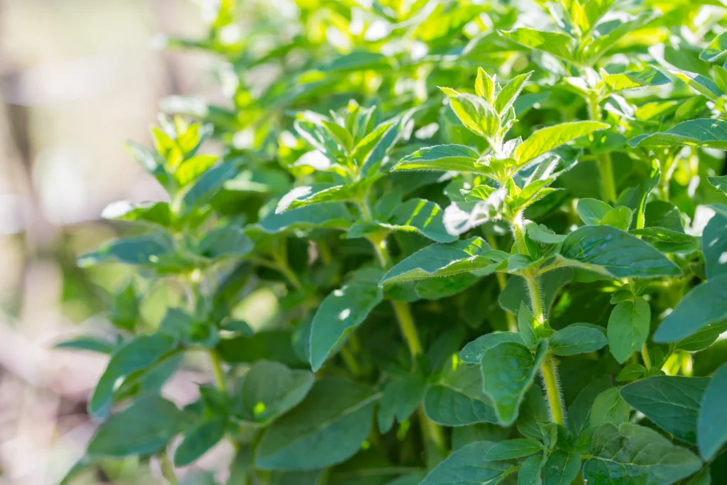 Orégano verde e fresco crescendo em um jardim ensolarado