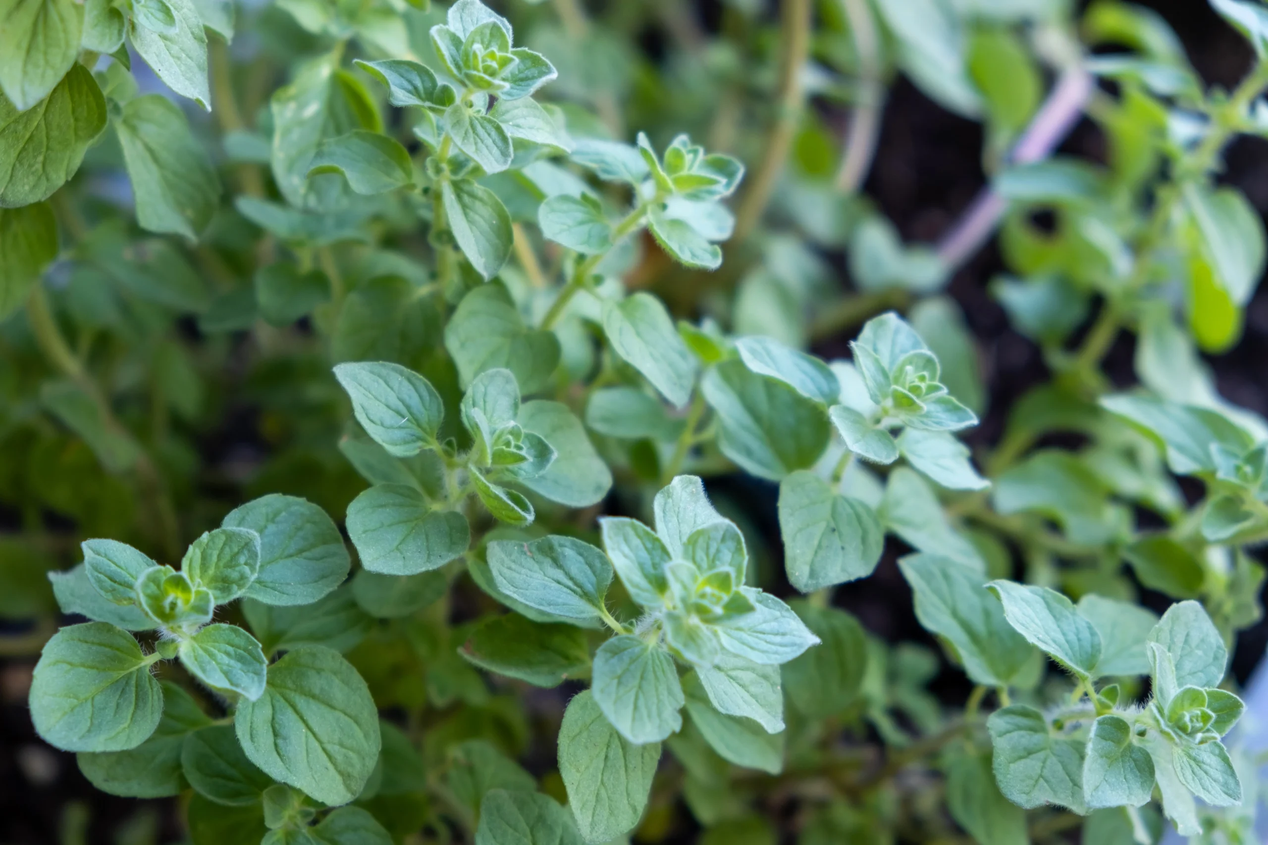 Planta de orégano verde e fresco crescendo no jardim