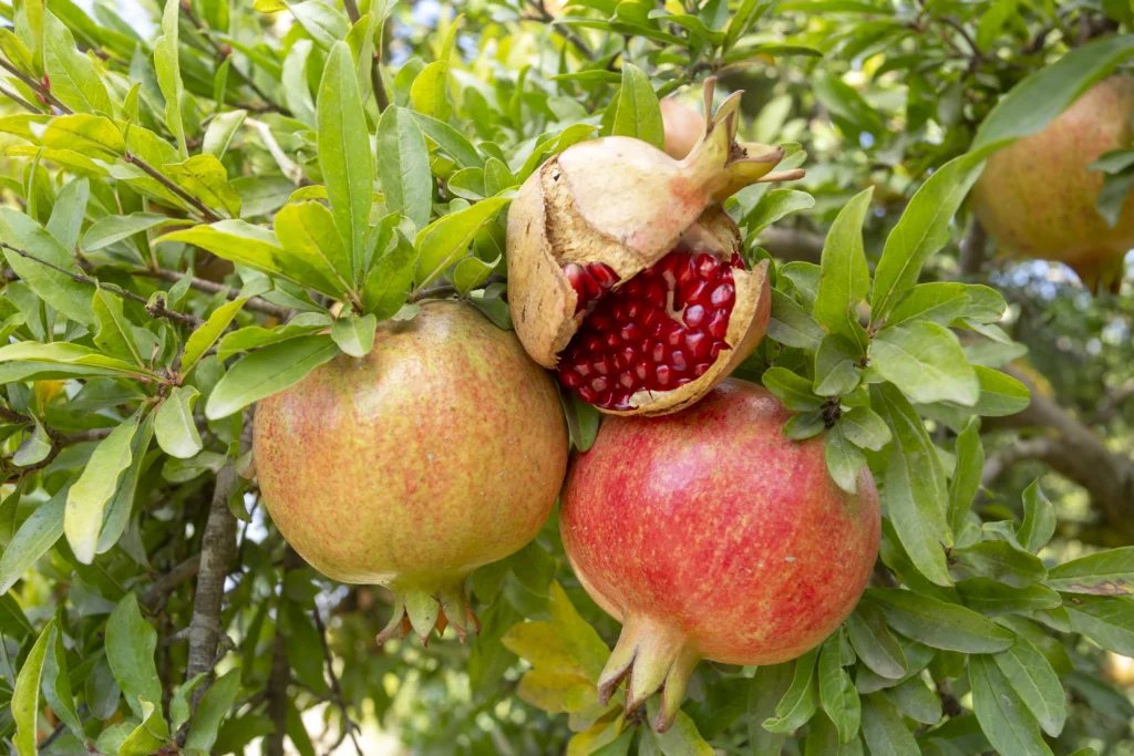 fruta romã no pé
