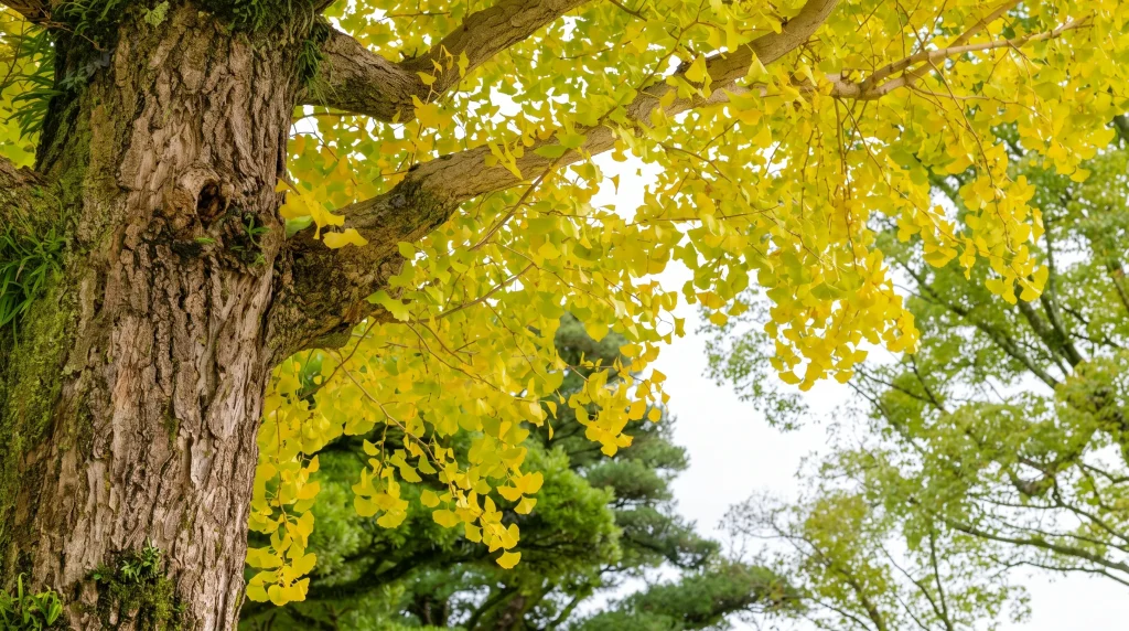 Arvore de ginkgo biloba com as folhas amareladas
