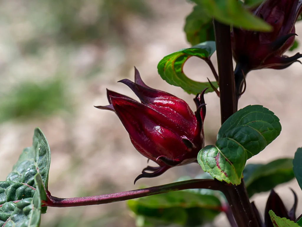 botão de flor de hibisco