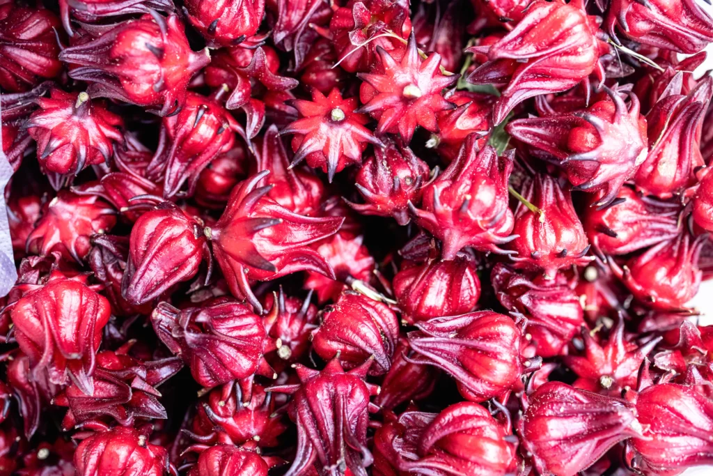 botões de hibisco